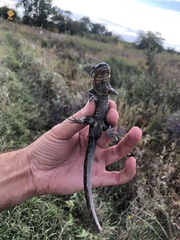 Ambystoma tigrinum