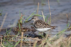 Calidris ruficollis