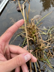 Sparganium emersum