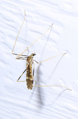 Erioptera caliptera