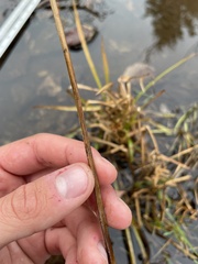 Sparganium emersum