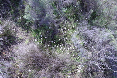 Lachenalia contaminata