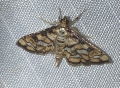 Hileithia magualis