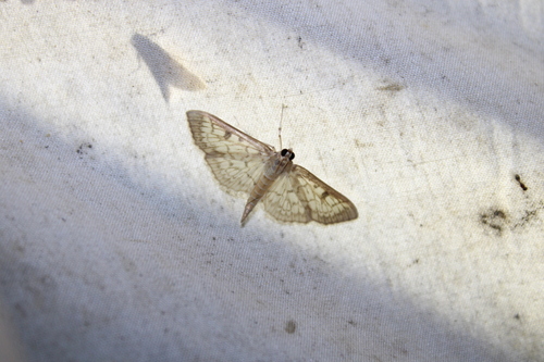 Zigzag Herpetogramma Moth