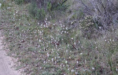 Lachenalia contaminata