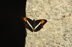 Adelpha