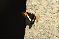 Adelpha
