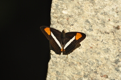 Adelpha