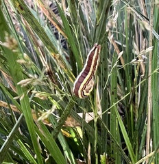 Trichordestra legitima