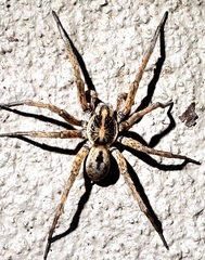 Tigrosa georgicola