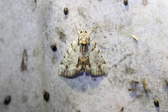 Catocala praeclara