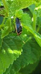 Pseudomops septentrionalis