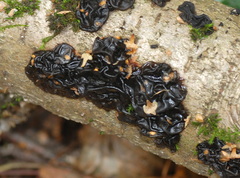 Exidia