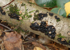 Exidia