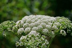 Heracleum mantegazzianum