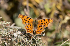 Polygonia c-aureum