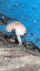 Coprinellus