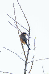 Lanius bucephalus