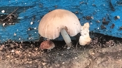 Coprinellus