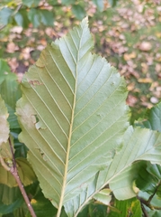Betula medwediewii
