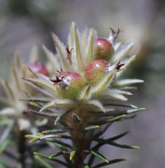 Phylica plumosa