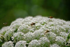Heracleum mantegazzianum
