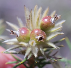 Phylica plumosa