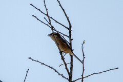 Lanius bucephalus