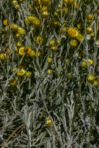 Helichrysum buchananii image