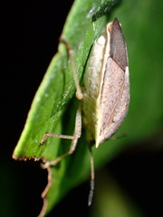 Euschistus variolarius