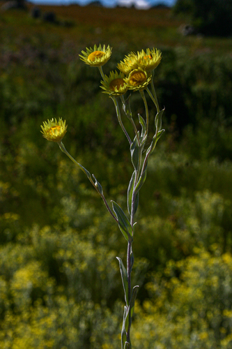 Helichrysum buchananii image