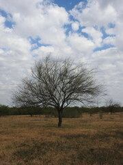Parkinsonia aculeata