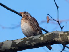Turdus pilaris