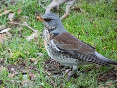 Turdus pilaris