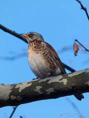 Turdus pilaris