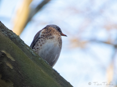 Turdus pilaris
