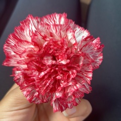 Dianthus caryophyllus