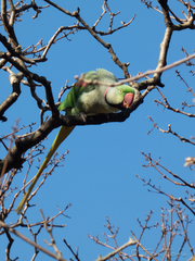Psittacula eupatria