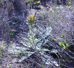 Berkheya herbacea