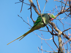 Psittacula eupatria