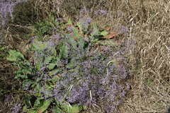 Limonium meyeri