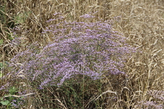 Limonium meyeri