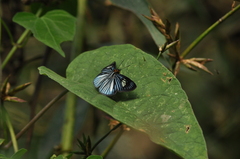 Pythonides lancea
