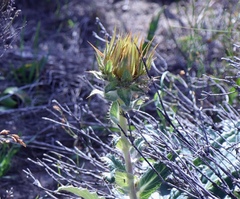Berkheya herbacea