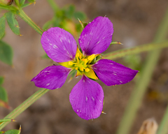 Fagonia chilensis