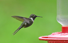 Philodice mitchellii