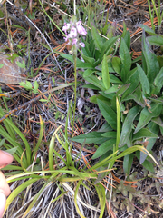 Pedicularis attollens