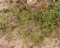 Fagonia chilensis