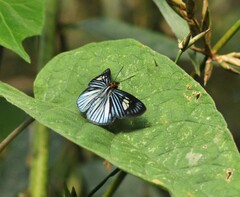 Pythonides lancea