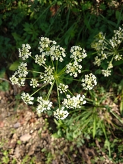 Peucedanum oreoselinum